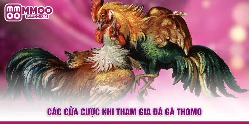 Đá Gà Thomo - Đấu Trường Trực Tiếp Kịch Tính Và Đẳng Cấp 3 Các cửa cược khi tham gia đá gà Thomo