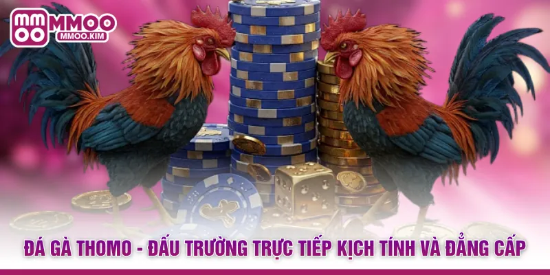 Đá Gà Thomo - Đấu Trường Trực Tiếp Kịch Tính Và Đẳng Cấp 1 Đá Gà Thomo - Đấu Trường Trực Tiếp Kịch Tính Và Đẳng Cấp